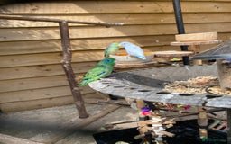 Parrots birds for sale: Shanti Wings Rescue in London  - Image 4