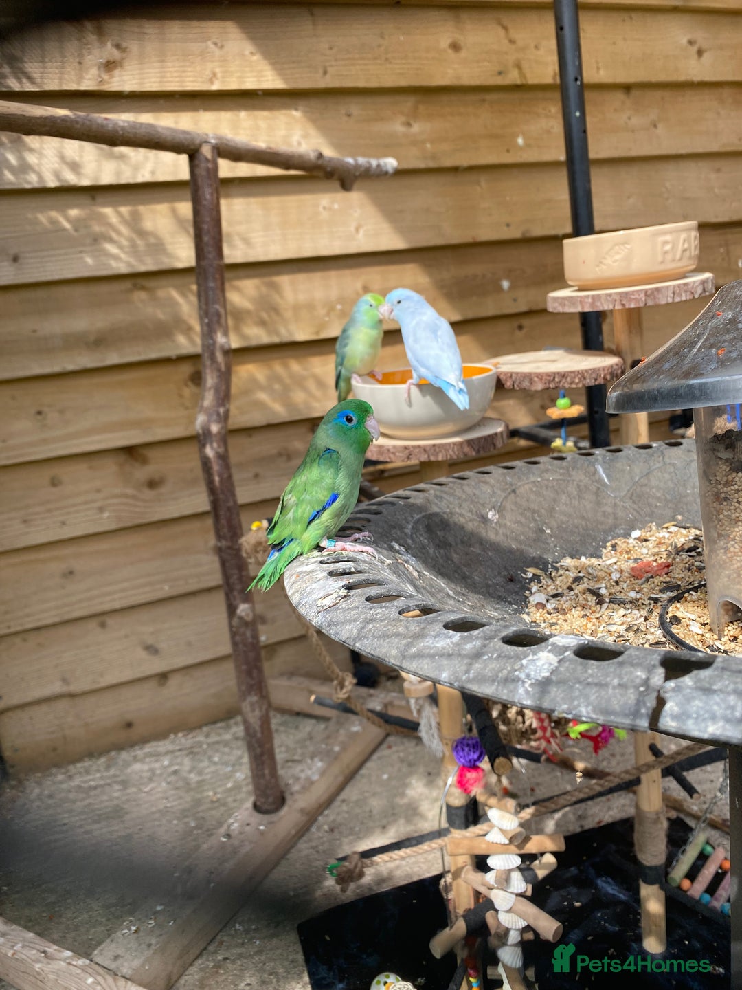 Parrots birds for sale: Shanti Wings Rescue in London  - Image 4