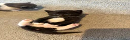 Mixed Breed cats for sale: 5 beautiful kittens  - Advert 22
