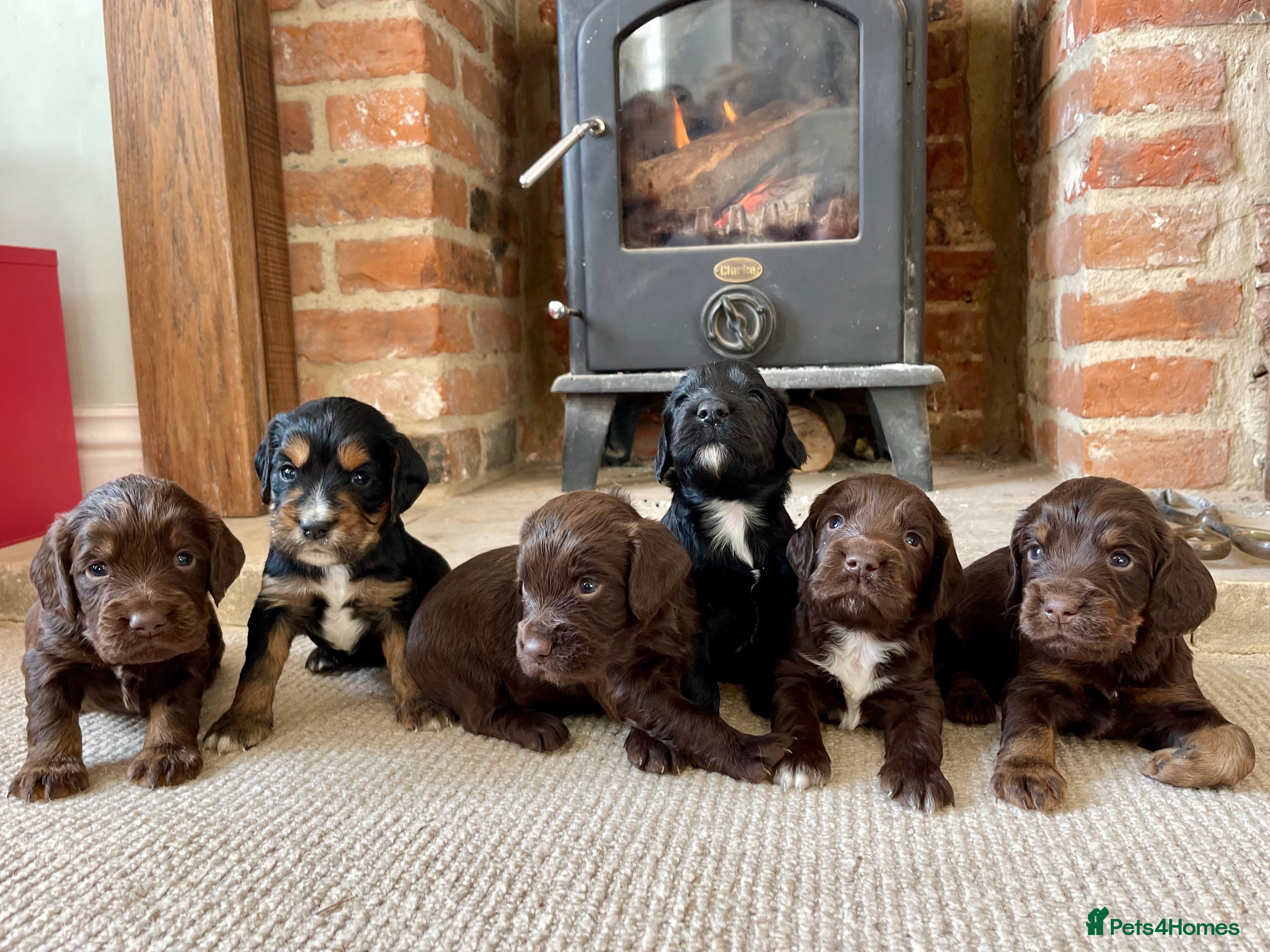 Cocker Spaniel dogs Cocker Spaniel puppies. 4 sold, 2 available! - Advert 1