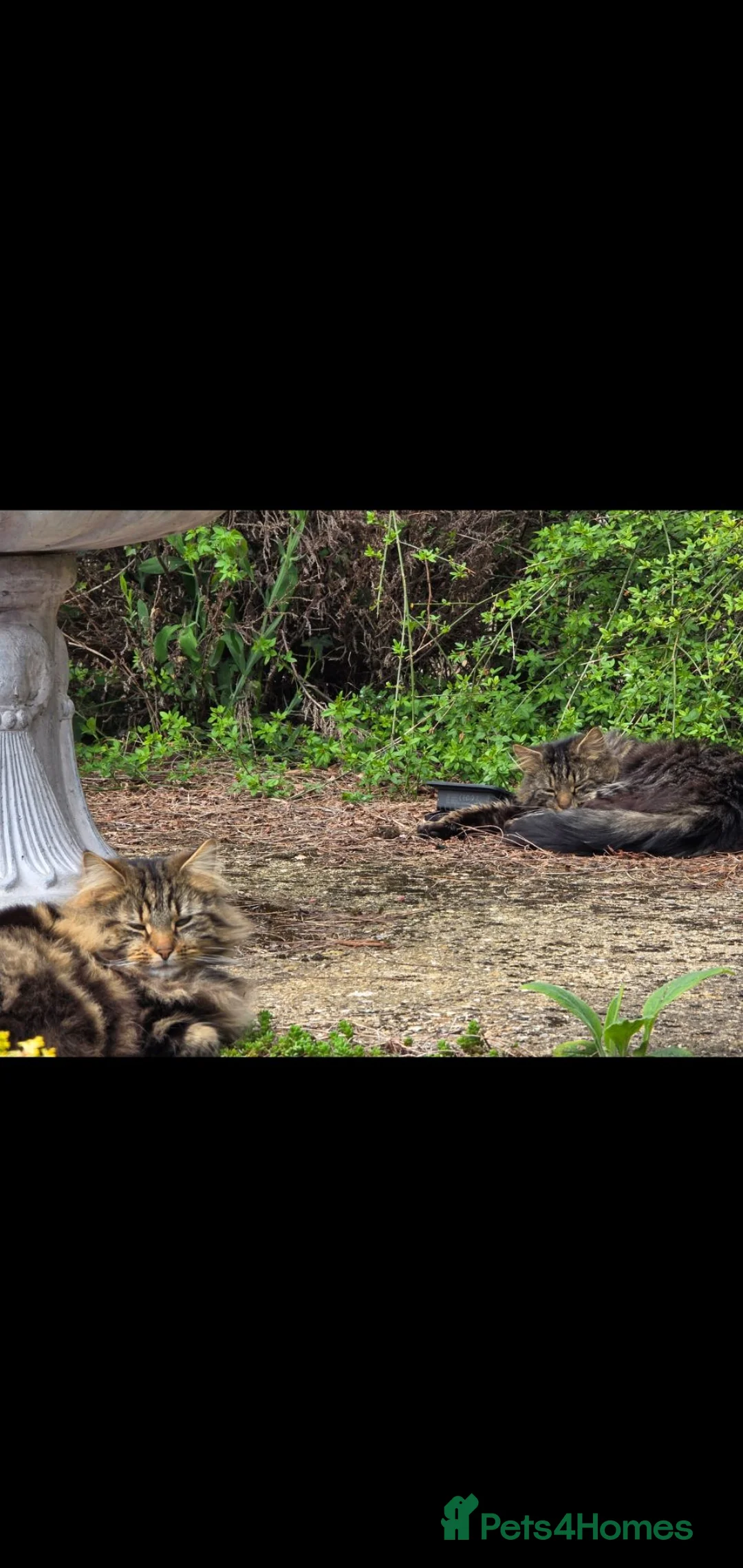 British Longhair cats for sale: Brother & Sister Urgent Rehoming - Advert 16