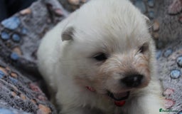 Samoyed dogs for sale: Samoyed puppies - fluff and joy - Image 17