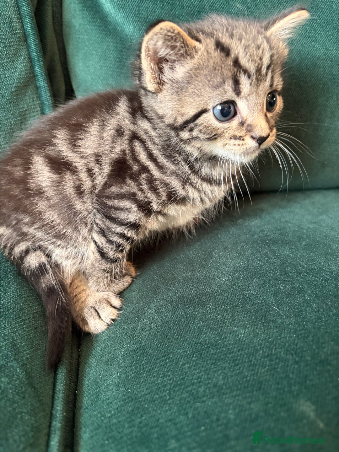 Domestic Shorthair cats for sale: Tabby Domestic Short Haired Kittens - Advert 11