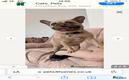 French Bulldog dogs for sale: Beautiful Frenchie - Image 1