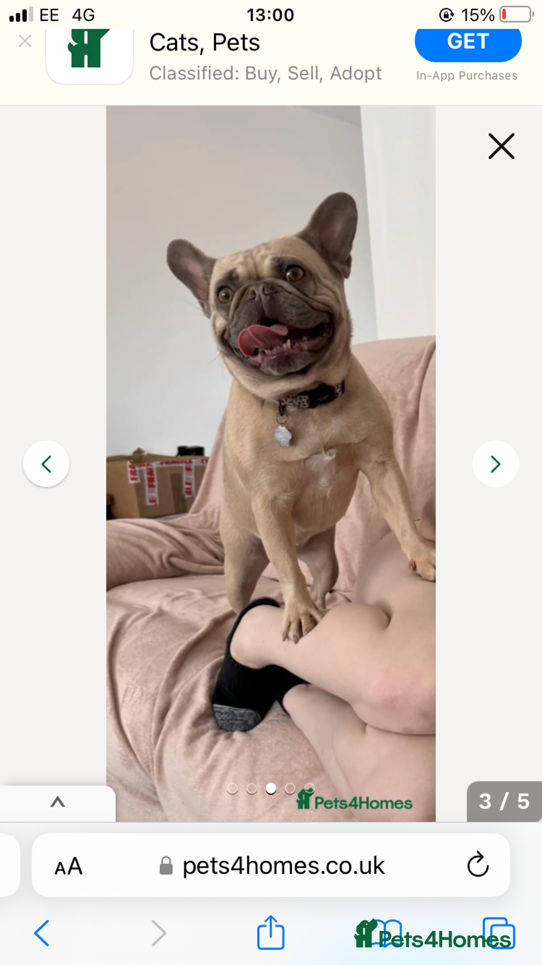French Bulldog dogs for sale: Beautiful Frenchie - Image 1