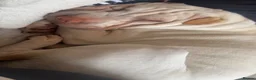 Shar Pei dogs for sale: Shar-pei in Washington - Advert 23