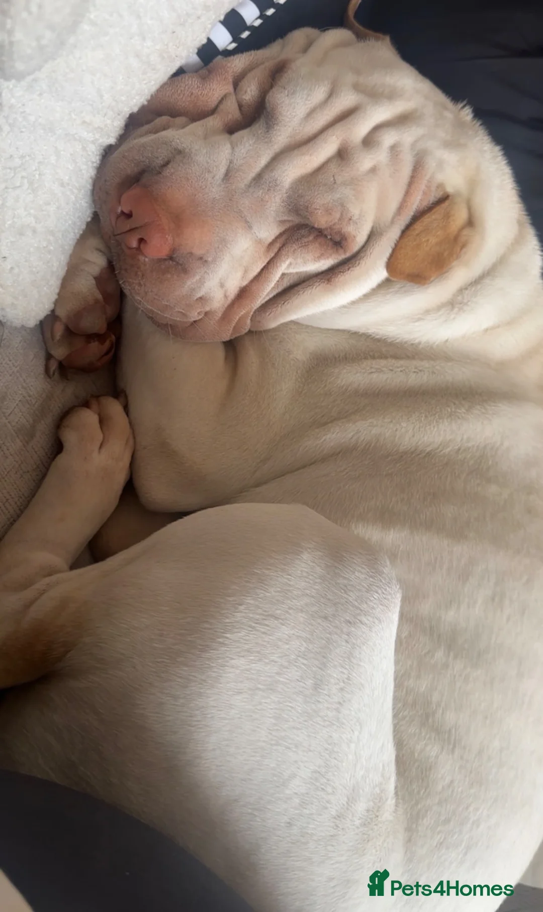 Shar Pei dogs for sale: Shar-pei in Washington - Advert 23