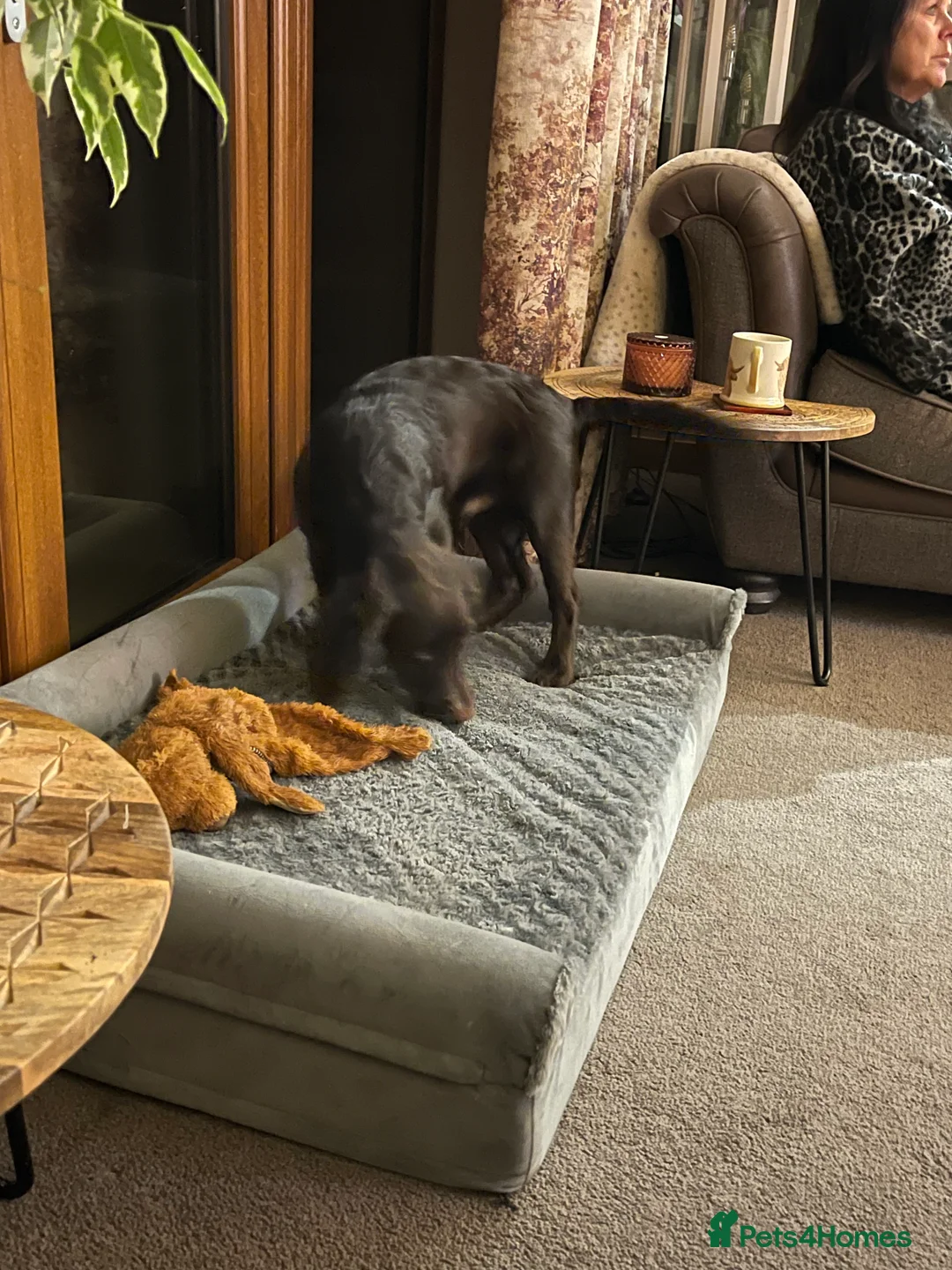 Cocker Spaniel dogs for sale: Gorgeous cocker spaniel  - Advert 13