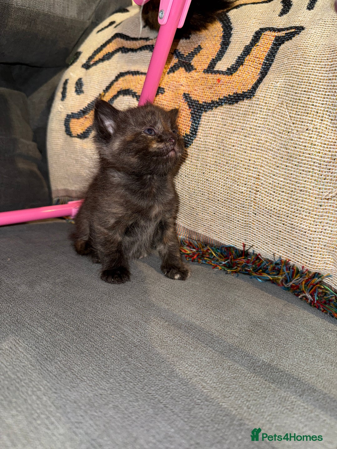 Domestic Shorthair cats for sale: Tortoise Shell X British Longhaired Kittens  - Image 5