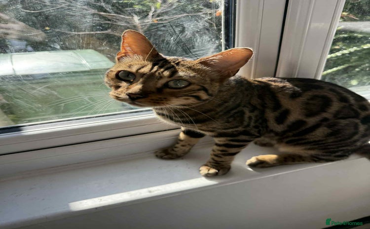 Bengal cats - Advert 1