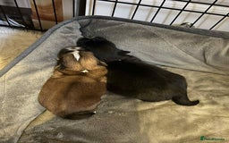 Shih Tzu dogs for sale: Teddy 5 months old Shih Tzu  - Image 9