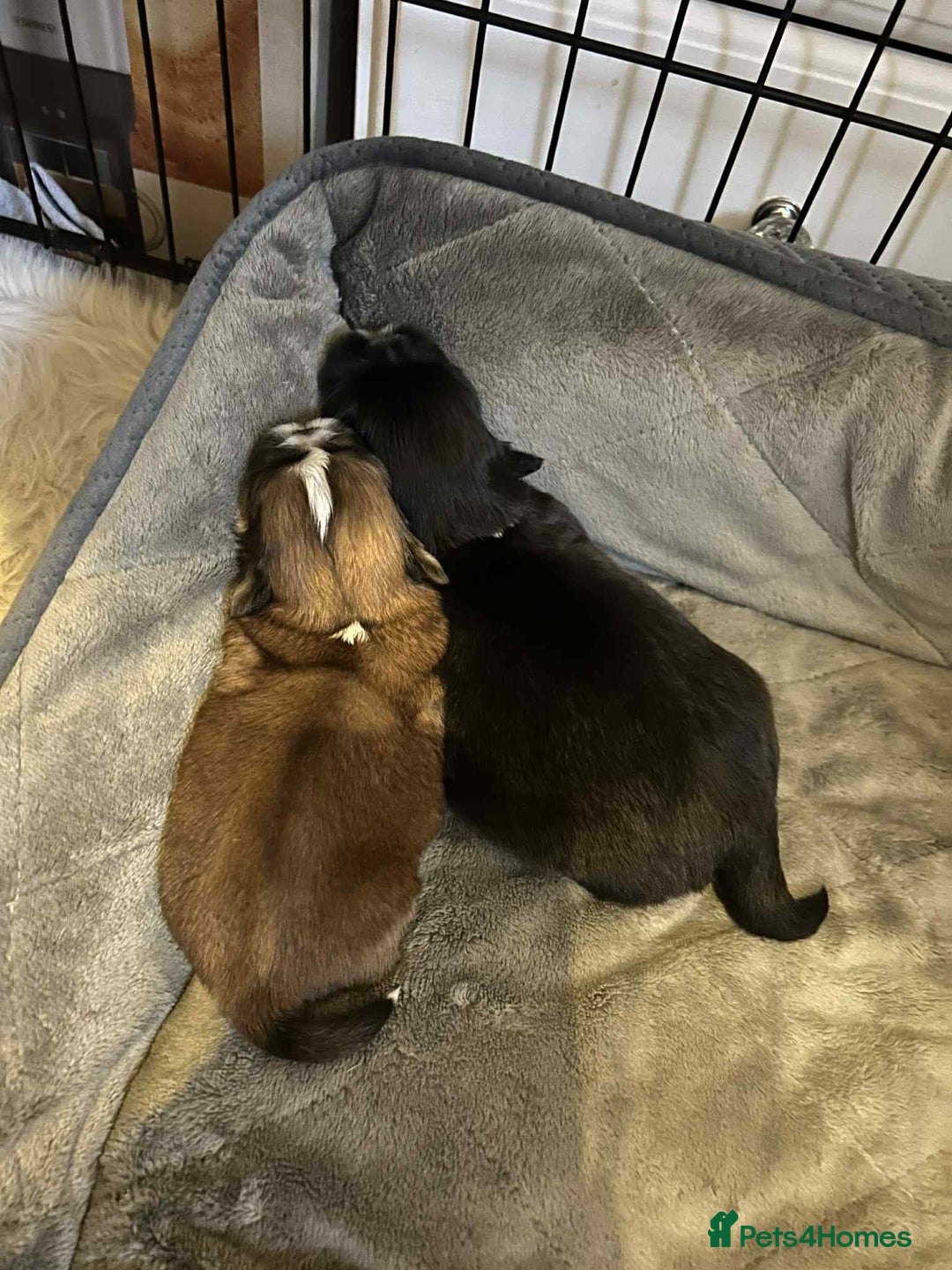 Shih Tzu dogs for sale: Teddy 5 months old Shih Tzu  - Image 9