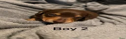 Miniature Dachshund dogs for sale: Chocolate & tan miniature dachshunds  - Advert 13
