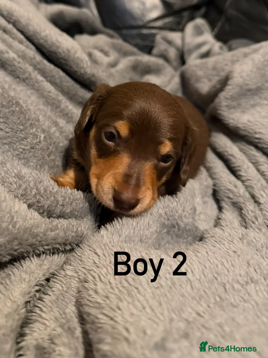 Miniature Dachshund dogs for sale: Chocolate & tan miniature dachshunds  - Advert 13