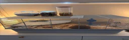 Hamster rodents for sale: Hamster and all Accessories  - Advert 3