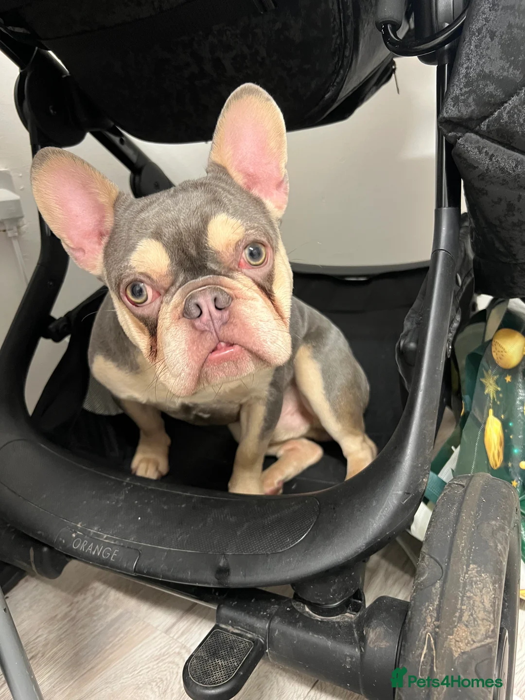 French Bulldog dogs for sale: Frenchie pup Looking for home - Advert 2