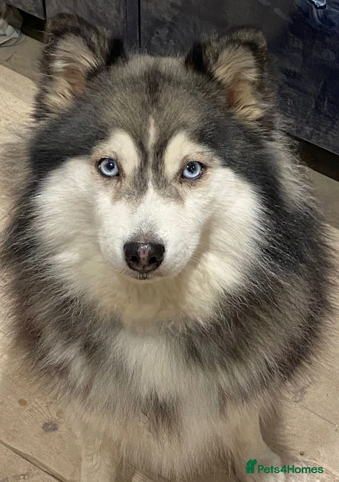 Pomsky dogs for sale: ​3 Stunning Blue-Eyed Pomsky Princesses in Addlestone - Advert 1