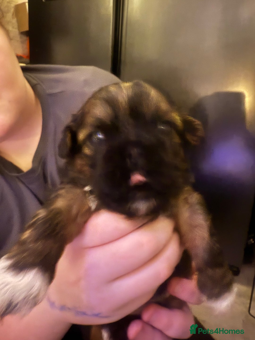 Shih Tzu dogs for sale: Gorgeous Shih Tzu Babies, ready from 14 Febuary.  - Advert 14