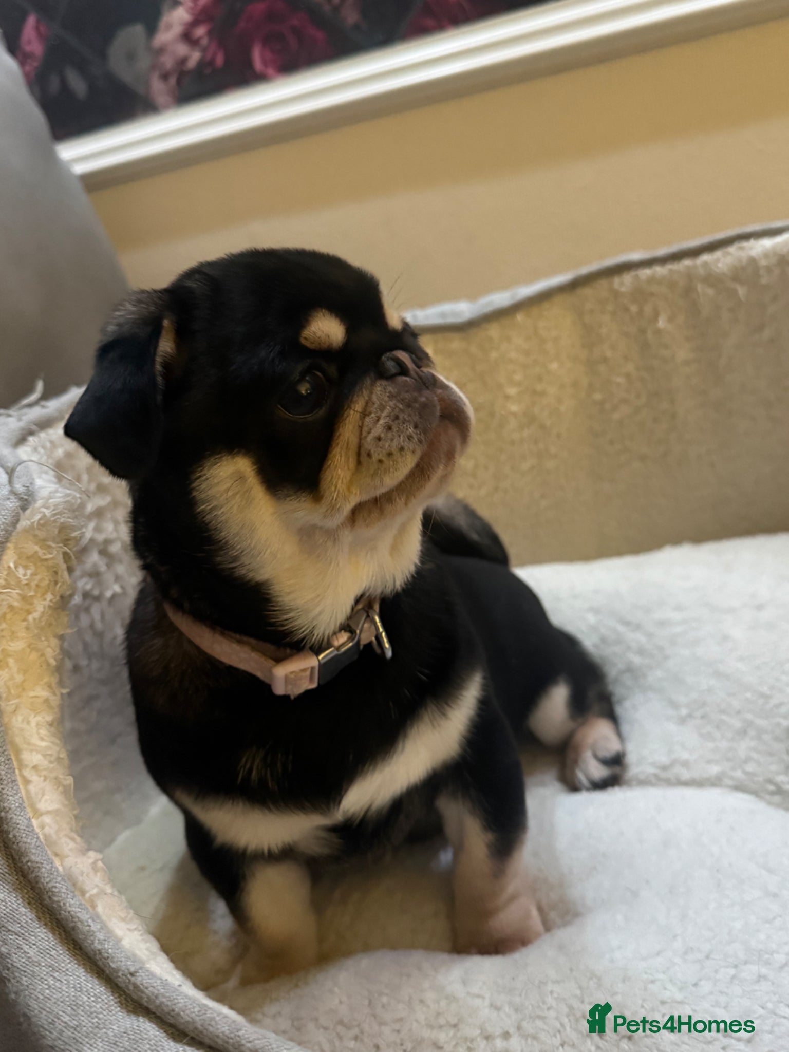 Pug dogs  Black and Tan female pug  - Advert 1