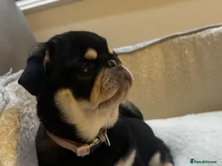 Pug dogs Black and Tan female pug - Advert 2