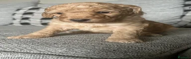 Cockapoo Puppy 3