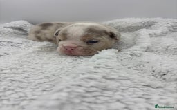 English Bulldog dogs for sale: 10 British Bulldog puppies 🐶  - Image 26
