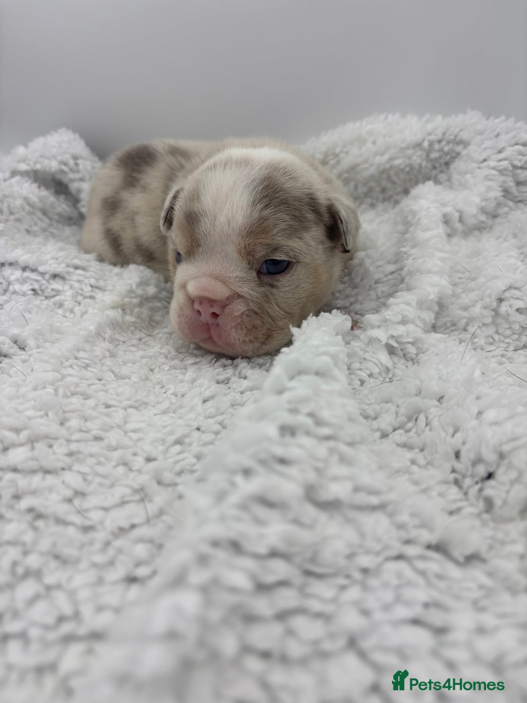 English Bulldog dogs for sale: 10 British Bulldog puppies 🐶  - Image 26