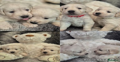 Golden Retriever dogs - Advert 12