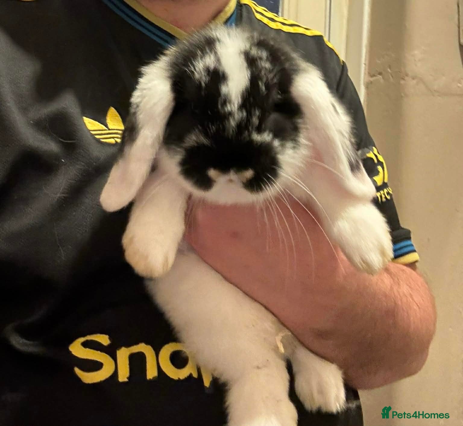 Mini Lop rabbits 🩷 Mini Lop Girl 🩷 - Advert 12