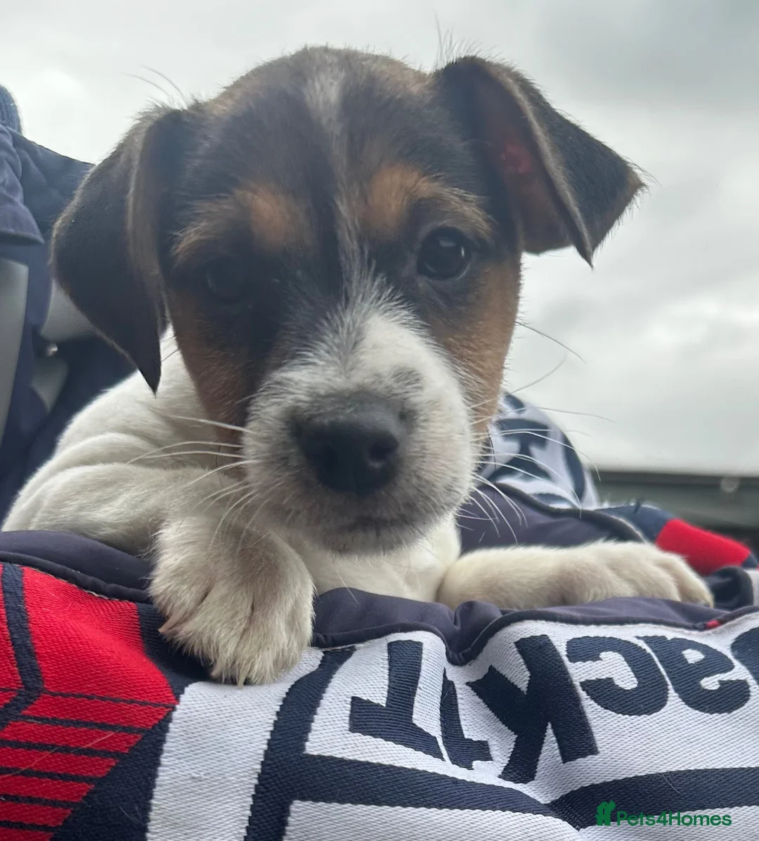 Jack Russell dogs for sale: Fantastic litter of Jack Russell  - Advert 2