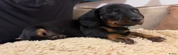 Miniature Dachshund dogs for sale: Ready to go Today!! Mini Dachshund Puppies 🐾  - Advert 5