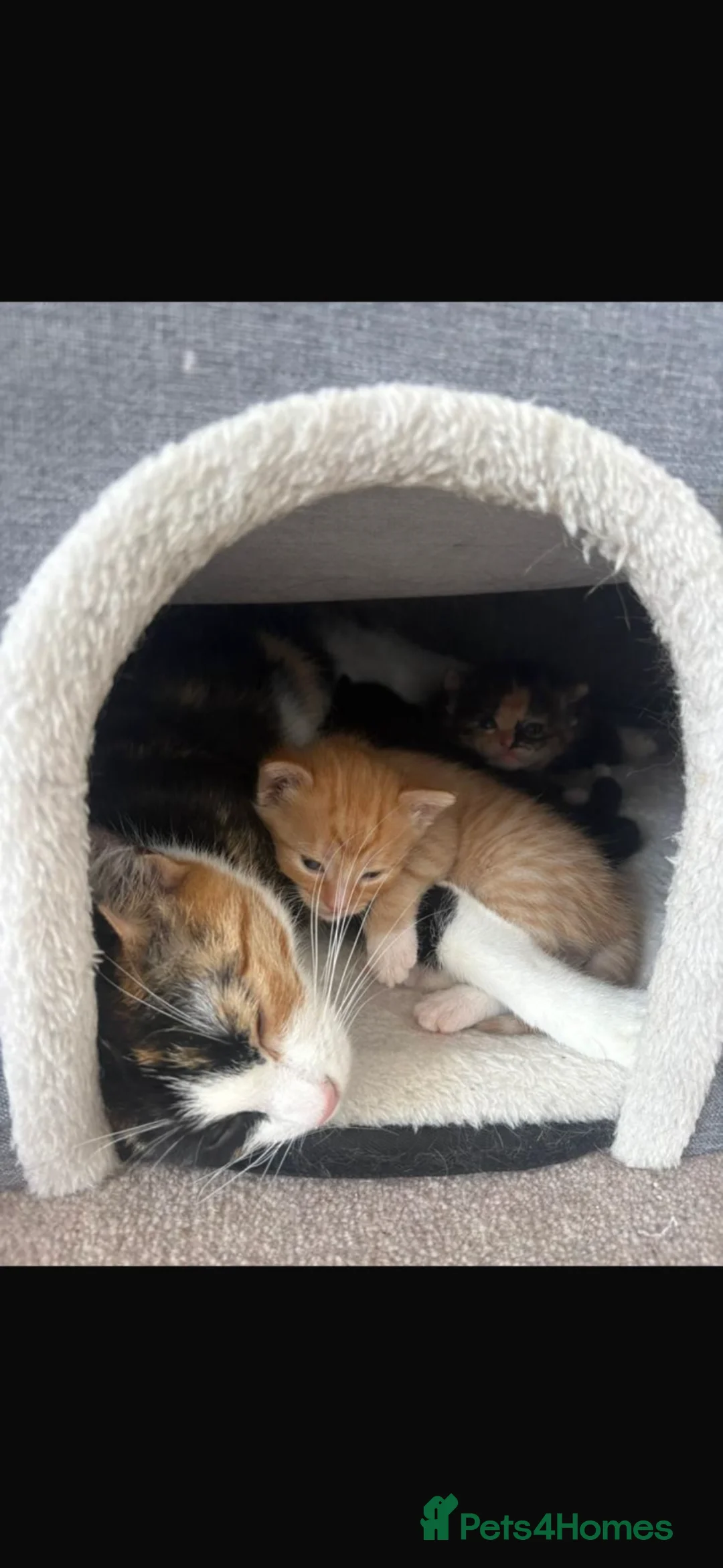 Domestic Shorthair cats for sale: Calico, ginger and black and white kitten  - Advert 1