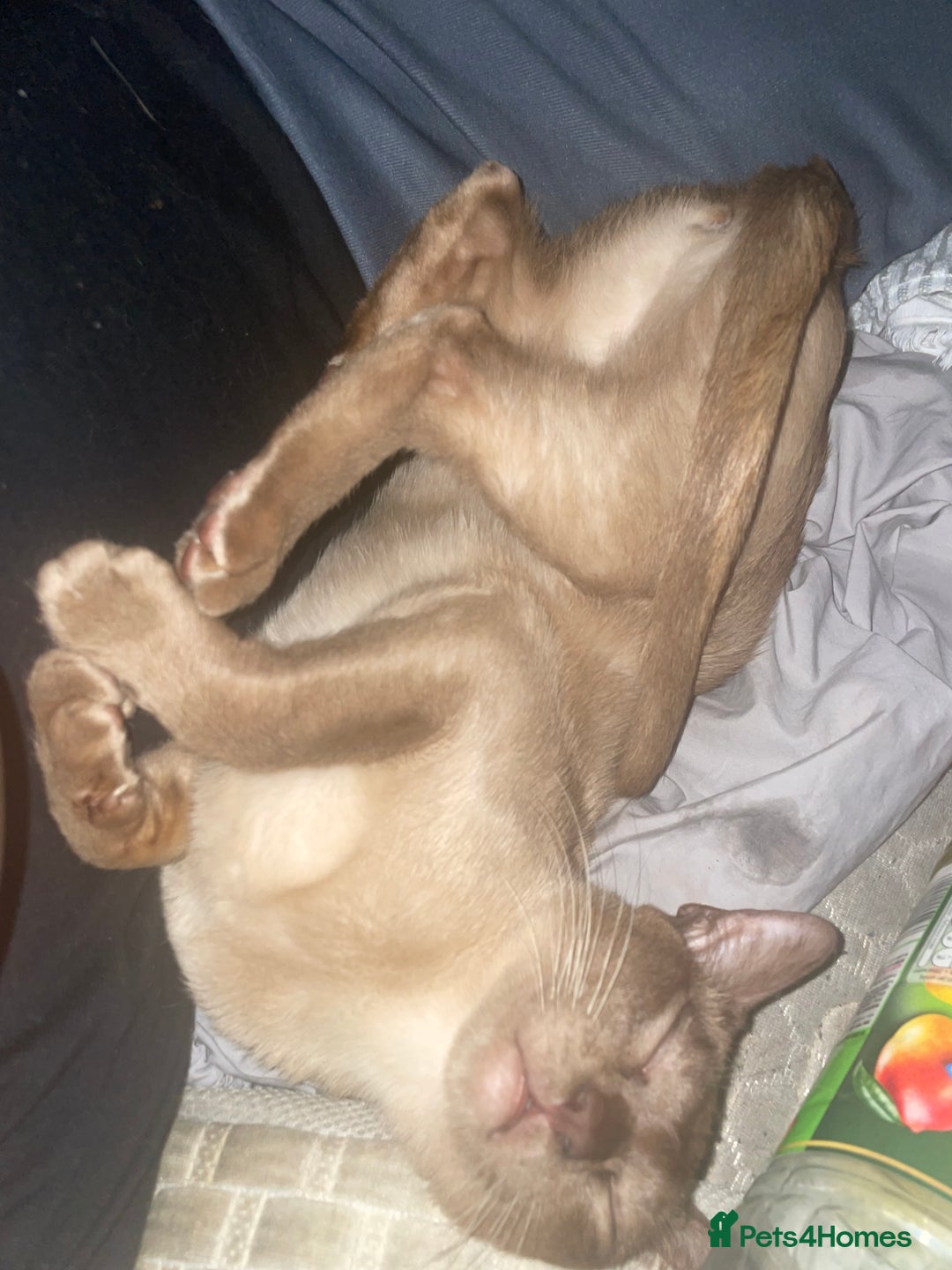Burmese cats for sale: Stunning chocolate Burmese girl - Advert 7