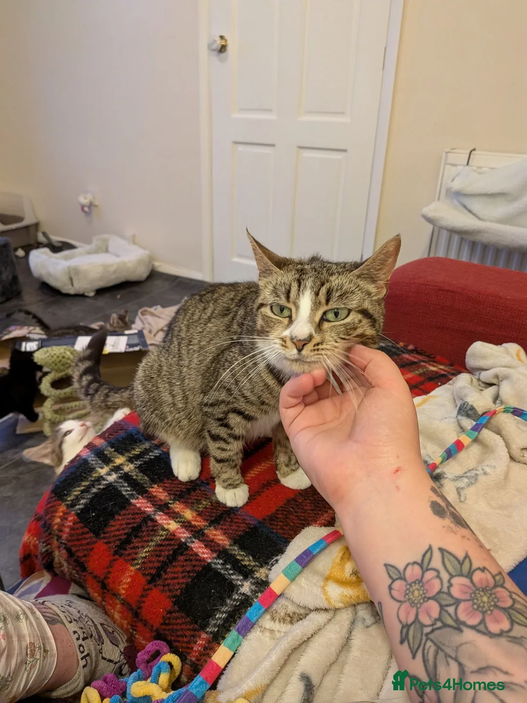Domestic Shorthair cats for adoption: Sweetie and Candy looking for love - Advert 3