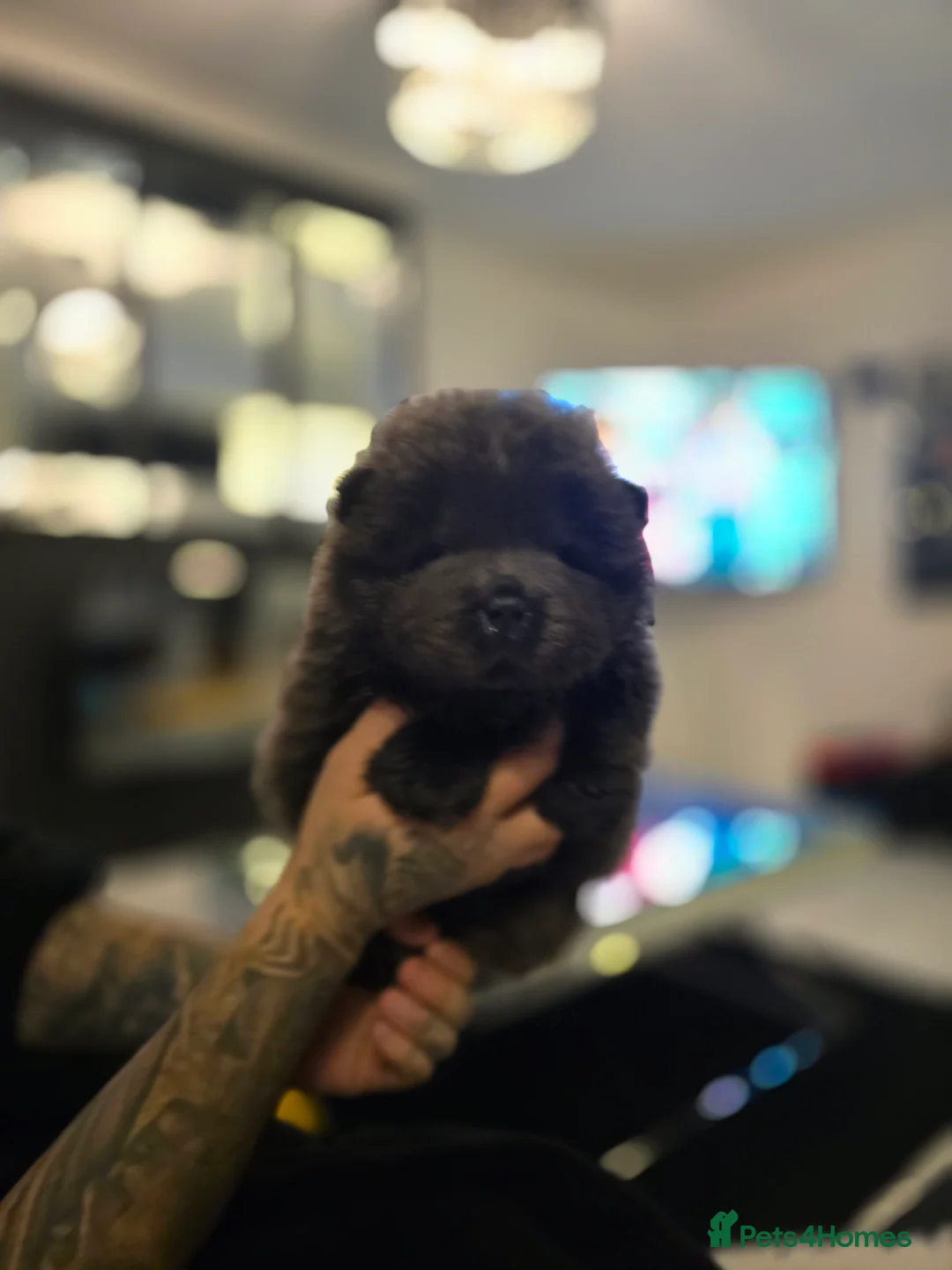 Chow Chow dogs for sale: Stunning babies  - Advert 3