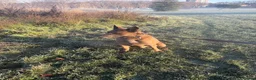 Belgian Shepherd Dog dogs for sale: Blue belgium malinois male - Advert 5