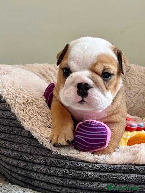 English Bulldog dogs beautiful kc reg health tested pup - Advert 4