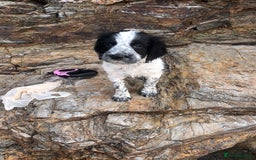 Sprocker dogs for sale: F1 SPROCKER.  - Image 6