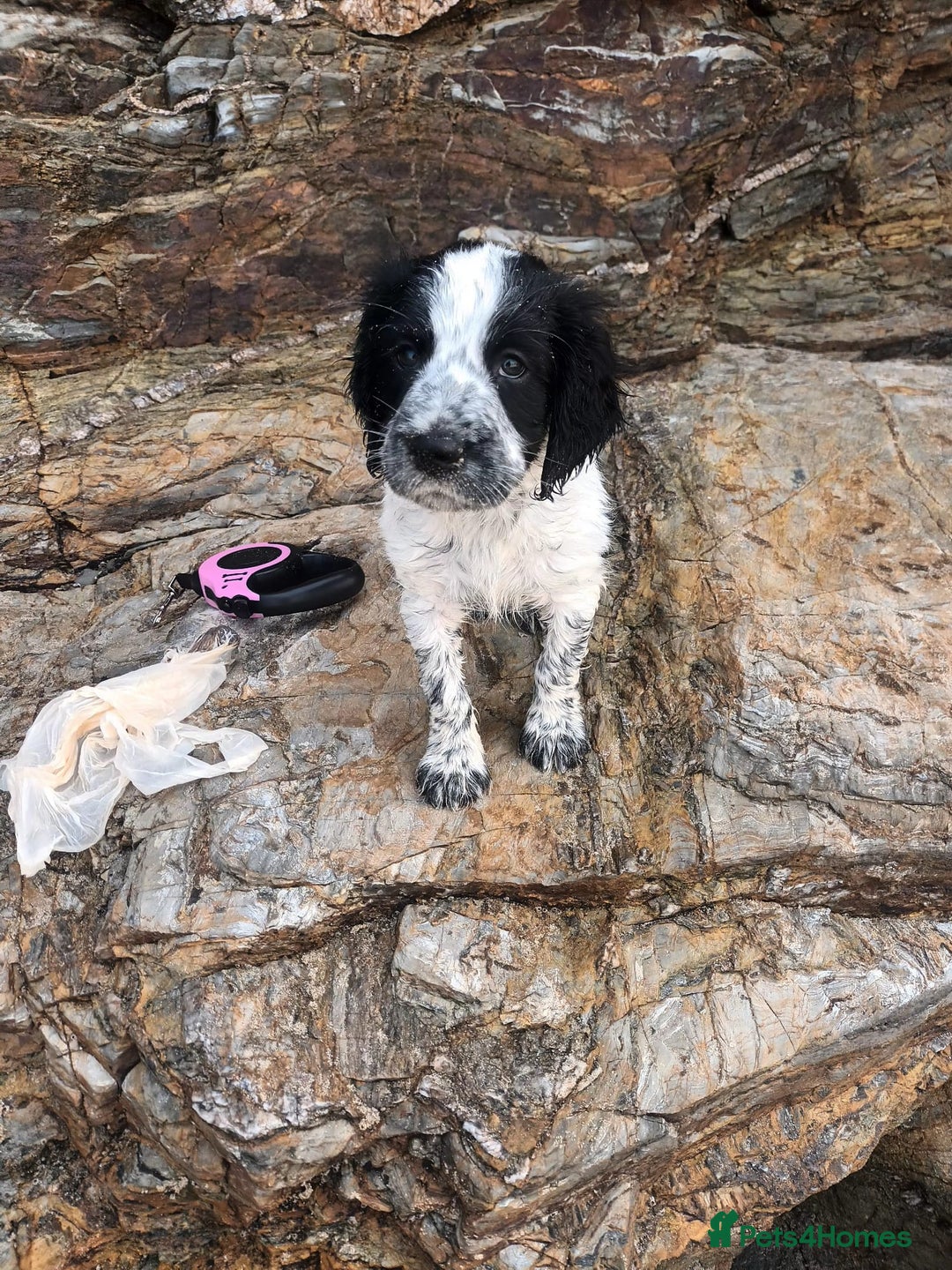 Sprocker dogs for sale: F1 SPROCKER.  - Image 6