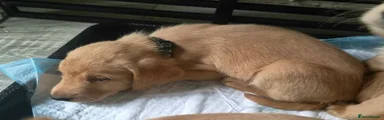 Labradoodle 3