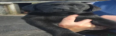 Labrador Retriever 1