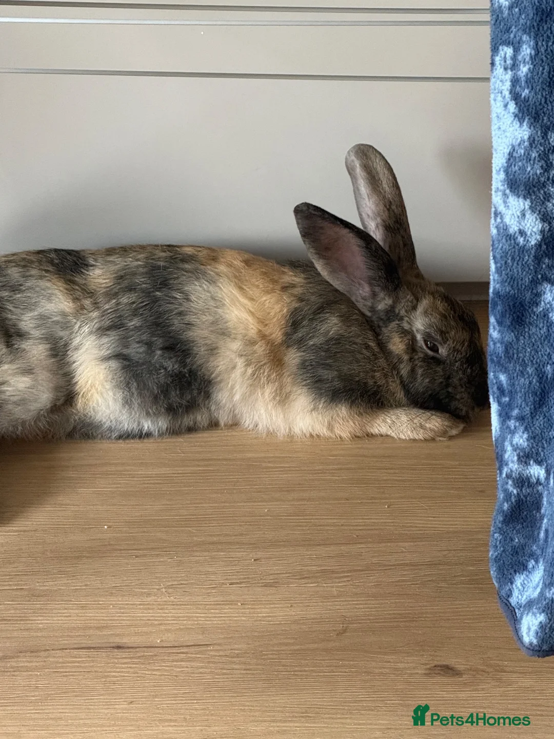 Mixed Breed rabbits for sale: 2 Male rabbits  in Edinburgh - Advert 2