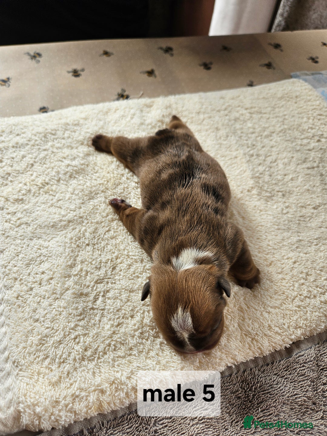 English Bulldog dogs for sale: Kennel club registered English bulldog puppies  - Image 16