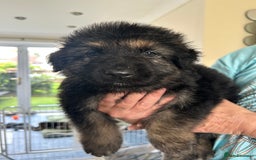 German Shepherd dogs for sale: Pedigree German Shepherd puppies - Image 3