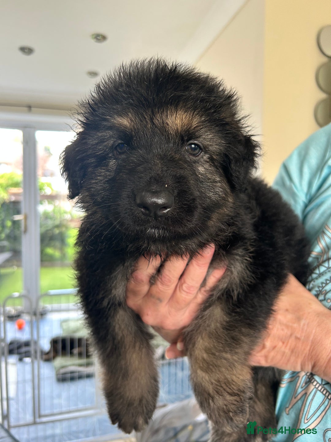 German Shepherd dogs for sale: Pedigree German Shepherd puppies - Image 3