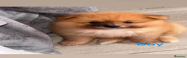 Pomeranian 4