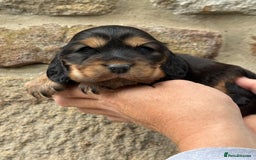 Cocker Spaniel dogs for sale: KC Show Cocker Spaniels fully health tested  - Image 2