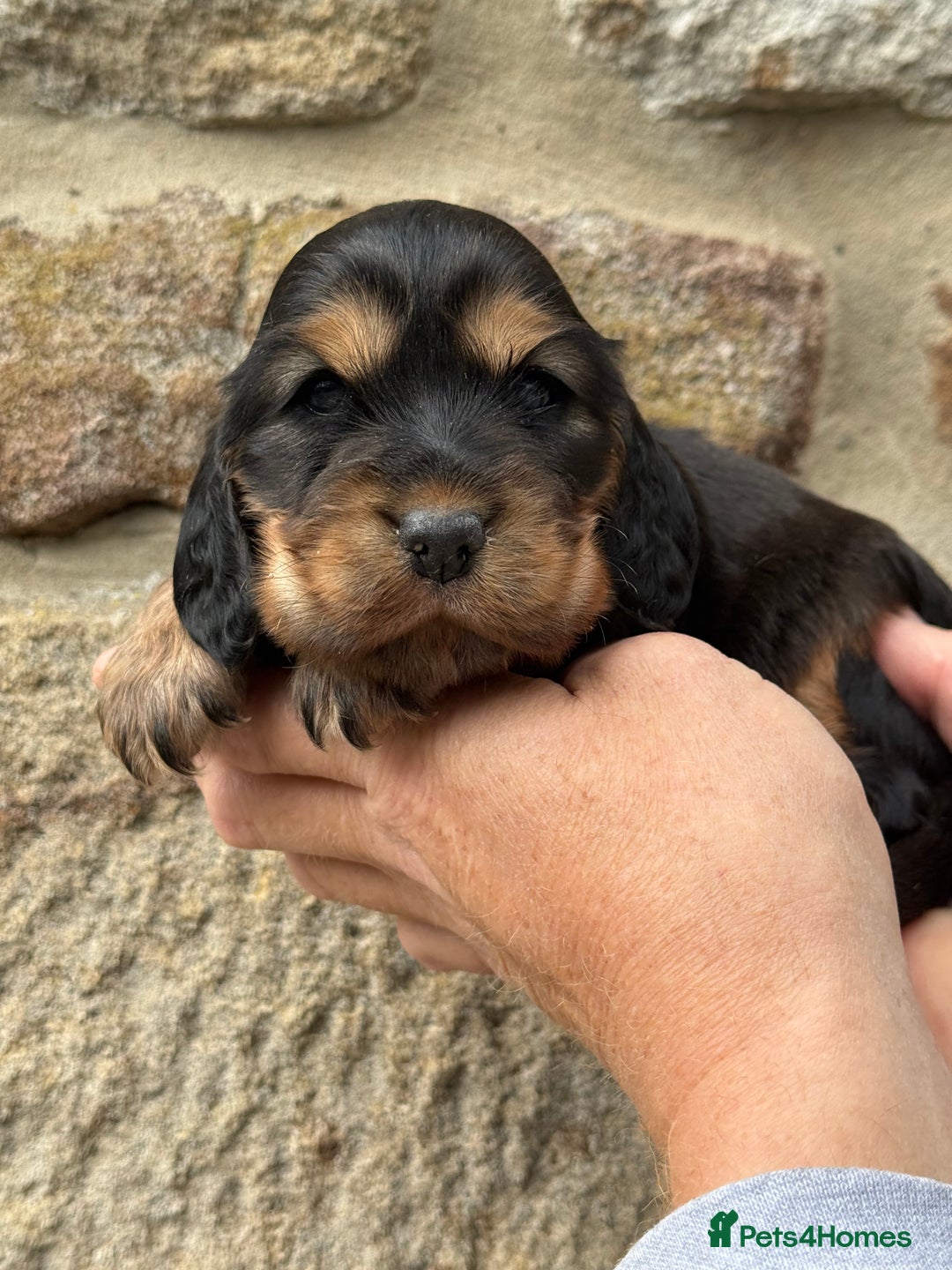 Cocker Spaniel dogs for sale: KC Show Cocker Spaniels fully health tested  - Image 2