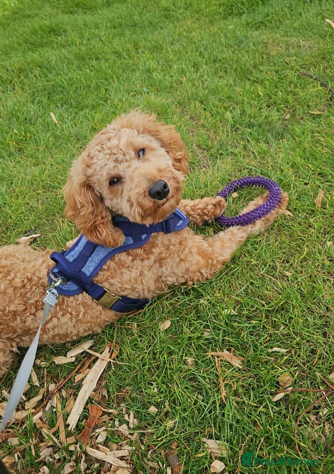 Toy Poodle dogs for sale: Miniature Poodle. 1 Yr 4 Months. Loving Family Boy in Pontefract - Advert 6