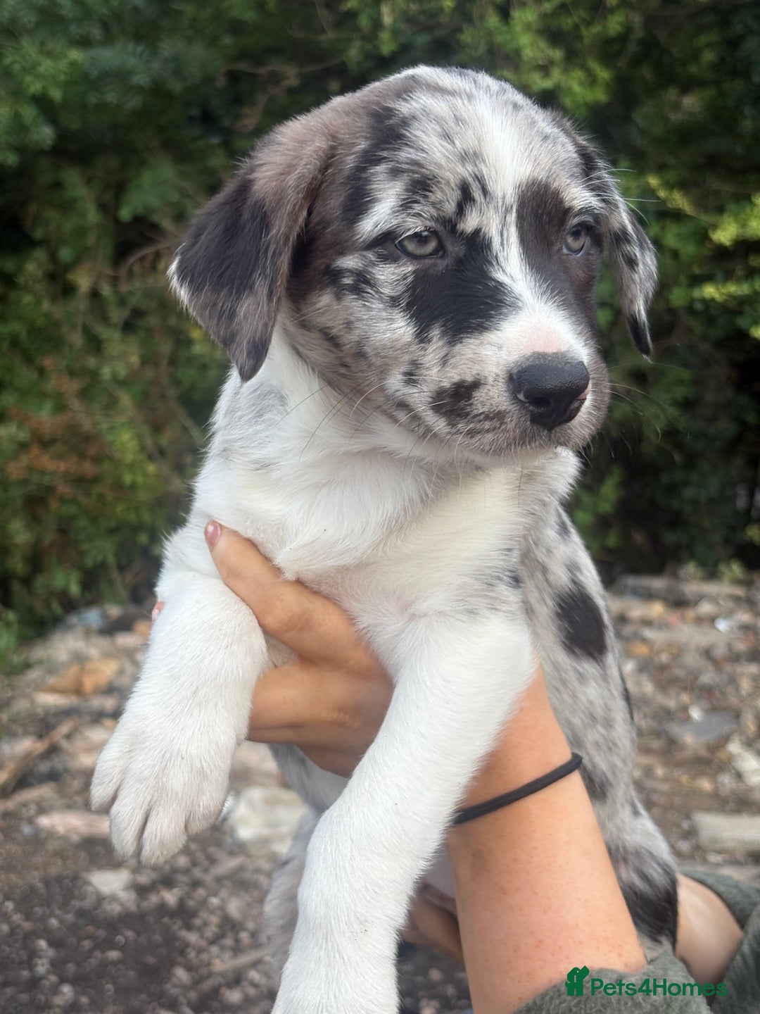 Mixed Breed dogs for sale: Collie x lab  - Image 5